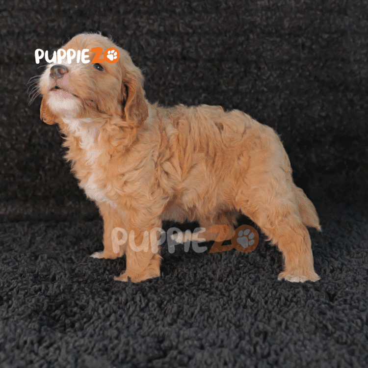 Cheddar