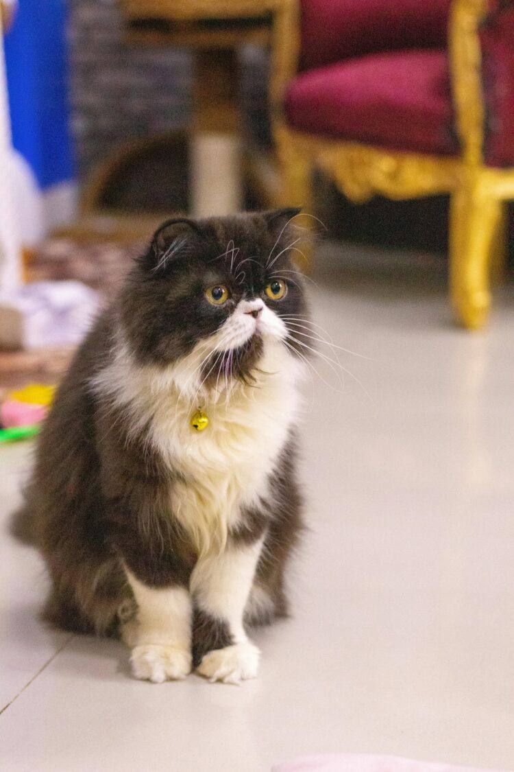 Registered Doll Face Persian Cat for sale in Delhi, India