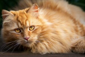 Doll Face Persian Cat for sale in Delhi, India