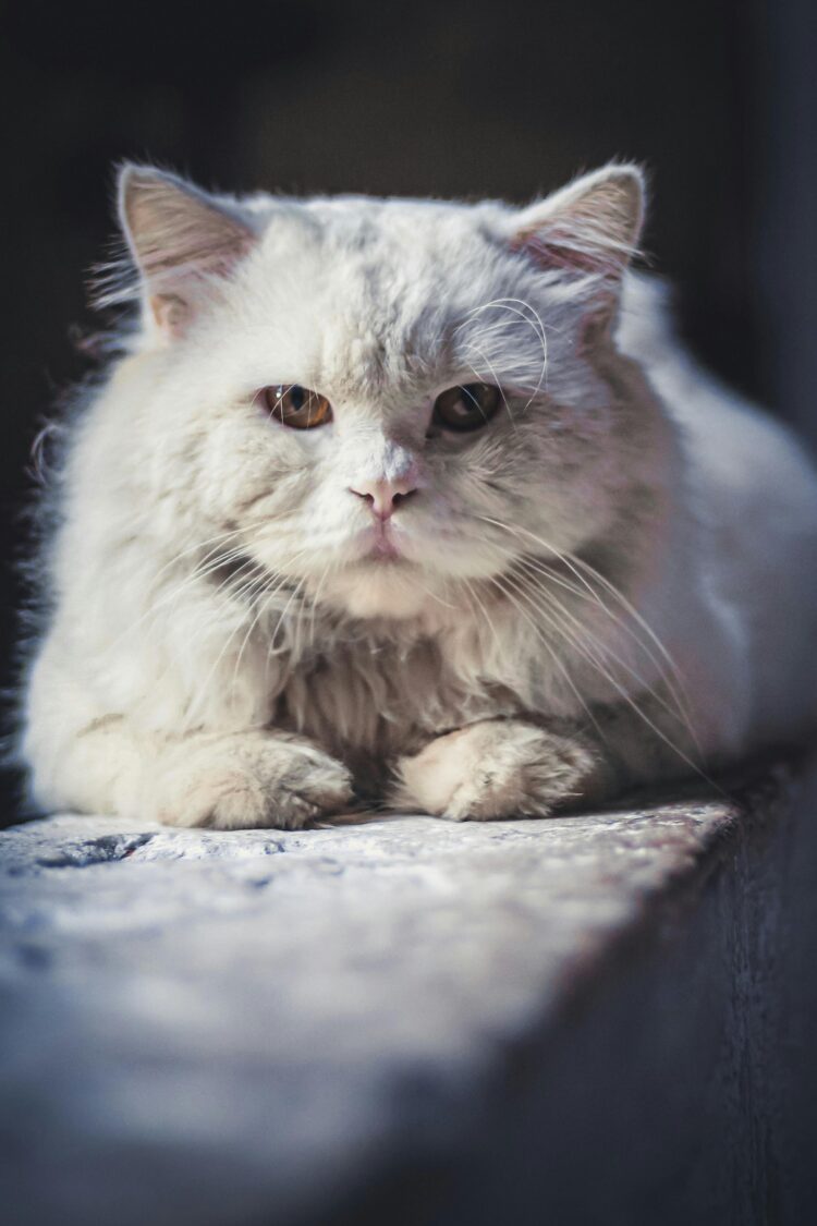 Buy Cute Doll Face Persian Cat/ kittens near me in India