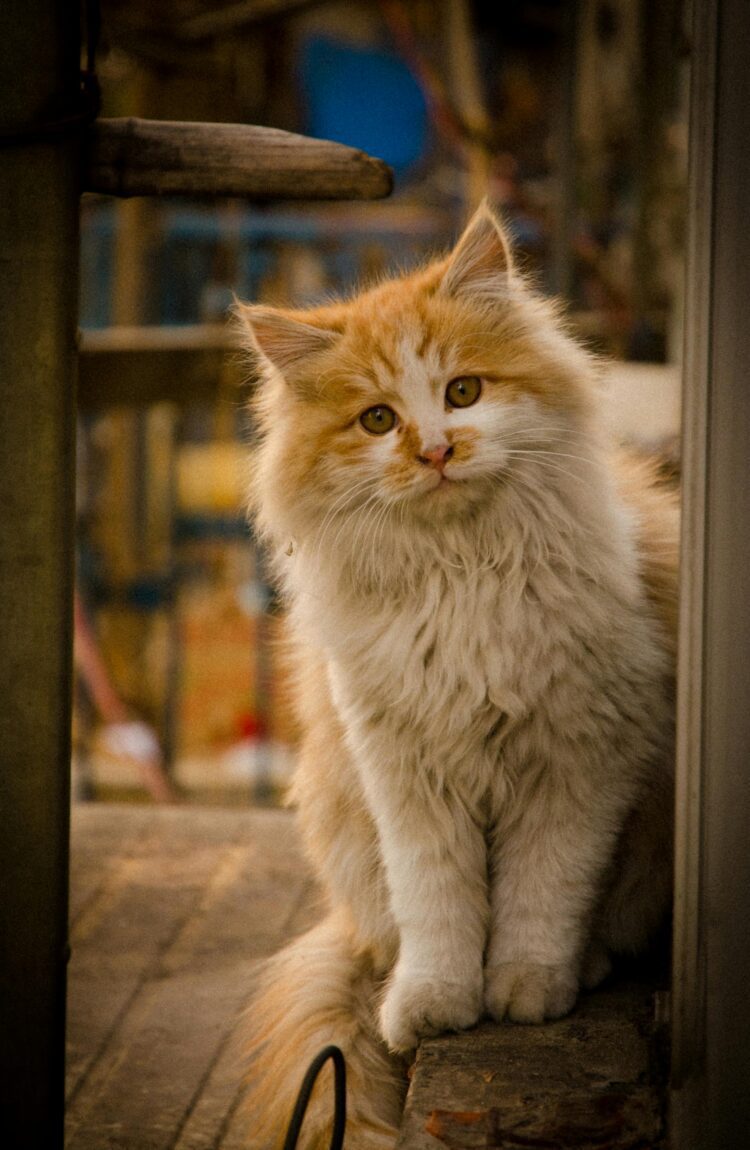 Persian Cat Normal Eyes Kitten