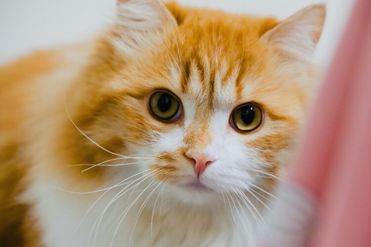 Persian Cat Normal Eyes Kitten