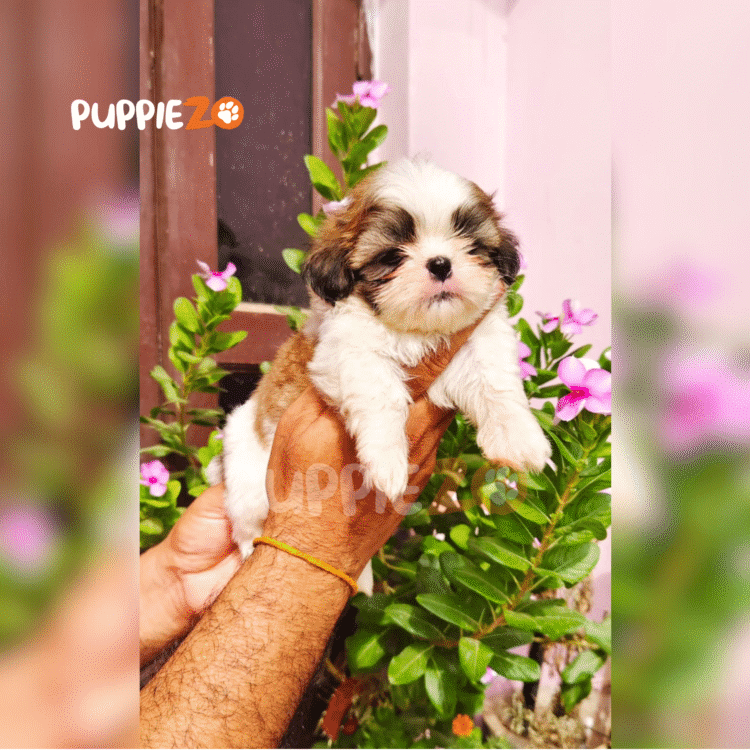 Pippy