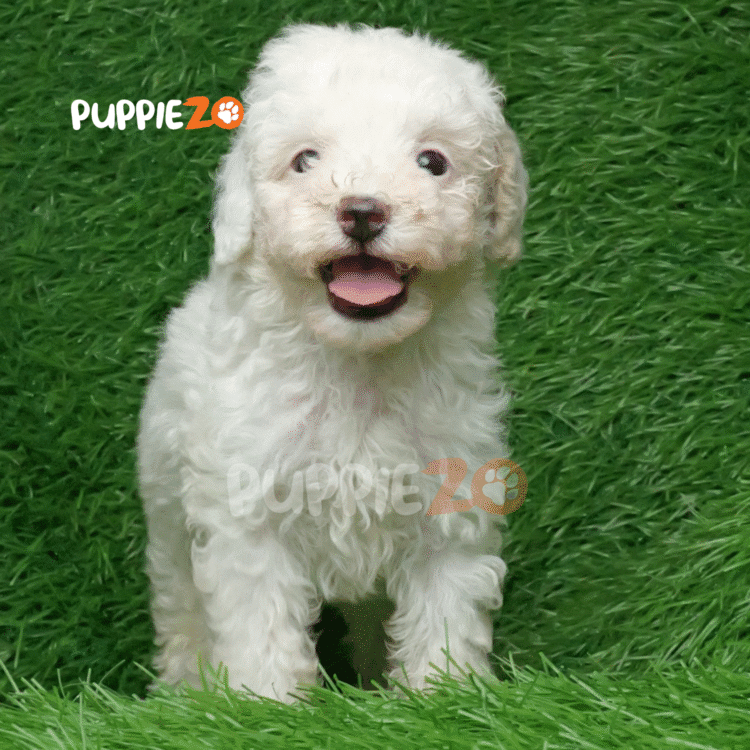 Sprocket