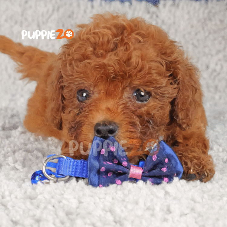 Fozzie