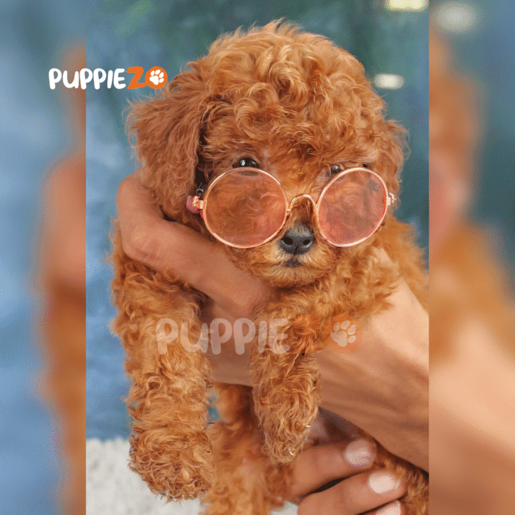 Fozzie