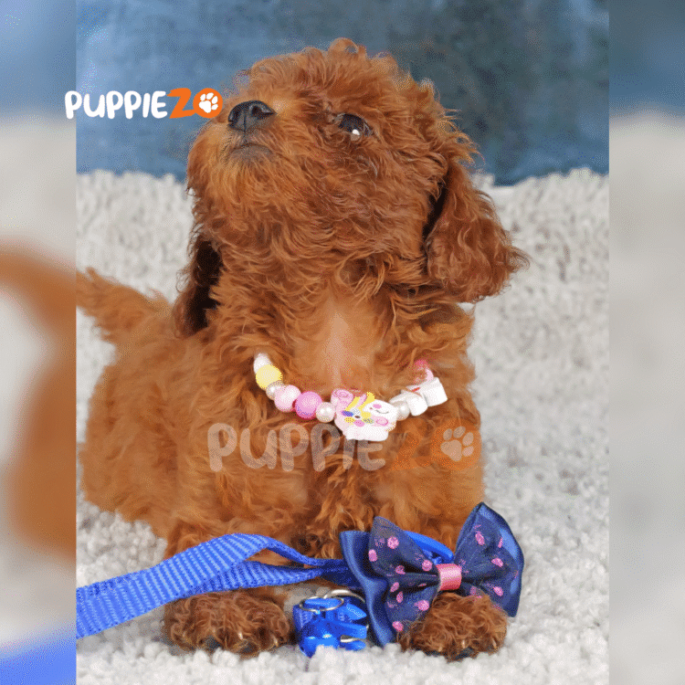 Fozzie
