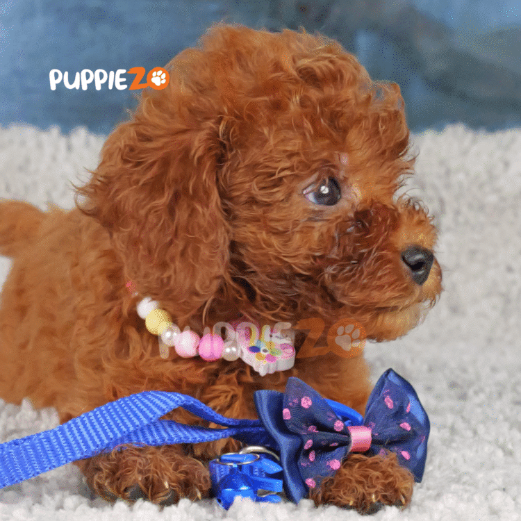 Fozzie