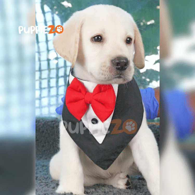 Shiro
