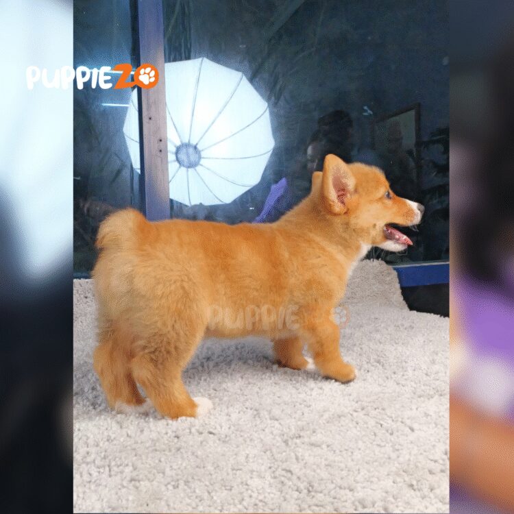 cute corgi