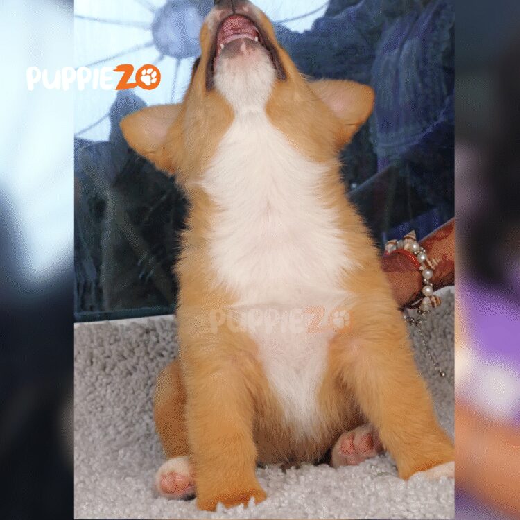 cute corgi