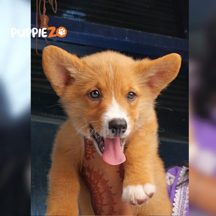 cute corgi
