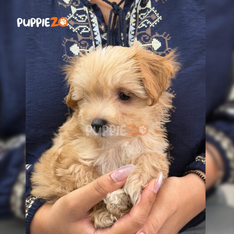 maltipoo-puppies-for-sale