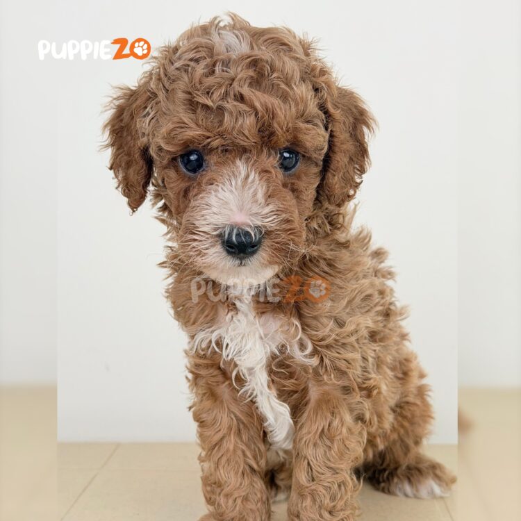 poodle-puppies-for-sale