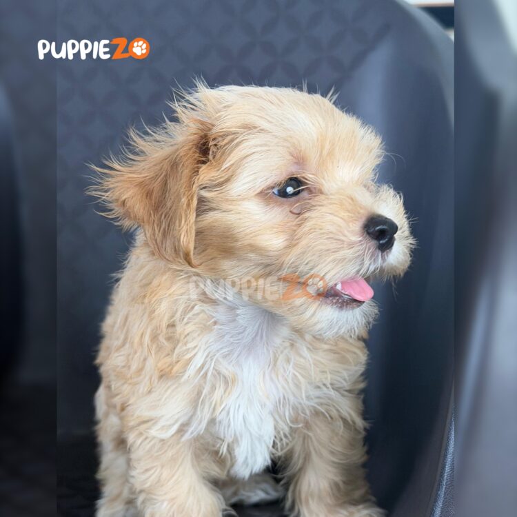 maltipoo-puppies-for-sale