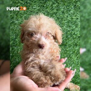 maltipoo-puppies-for-sale