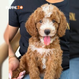 poodle-puppies-for-sale