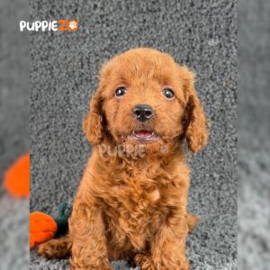 poodle-puppies-for-sale