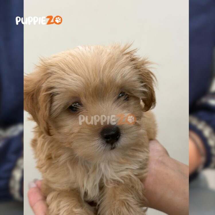 maltipoo-puppies-for-sale