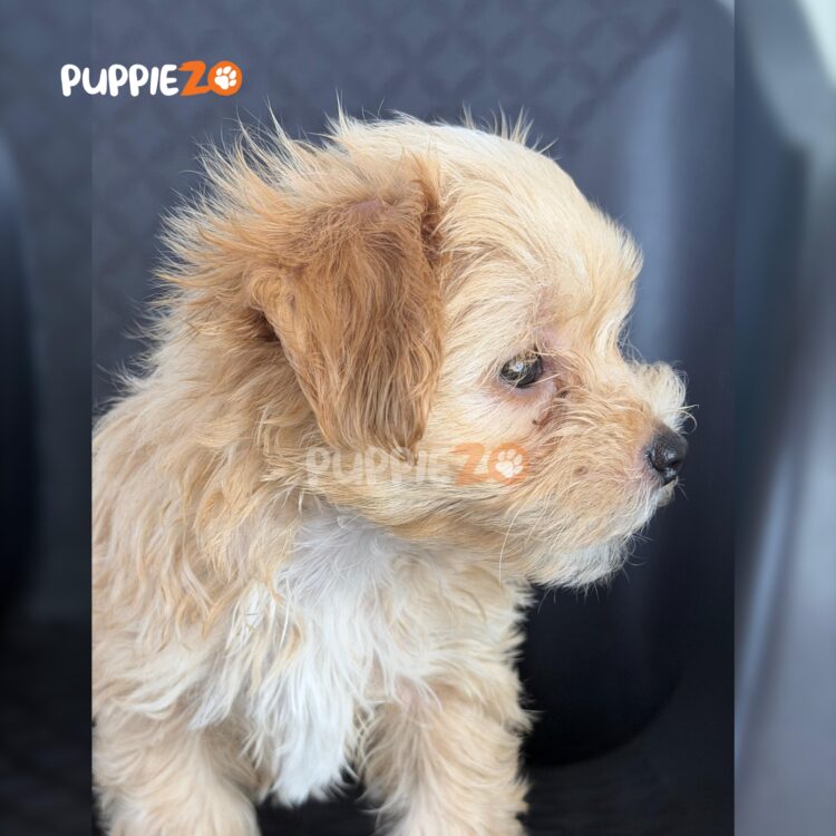 maltipoo-puppies-for-sale