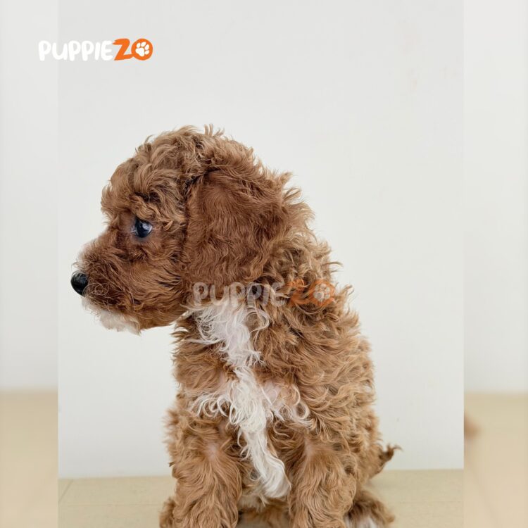 poodle-puppies-for-sale