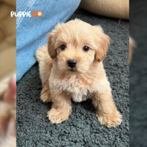 maltipoo-puppies-for-sale