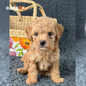 poodle-puppies-for-sale