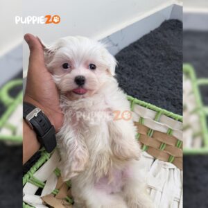 maltese-puppies-for-sale