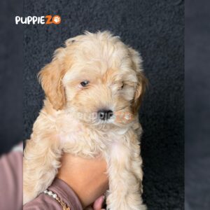 maltipoo-puppies-for-sale