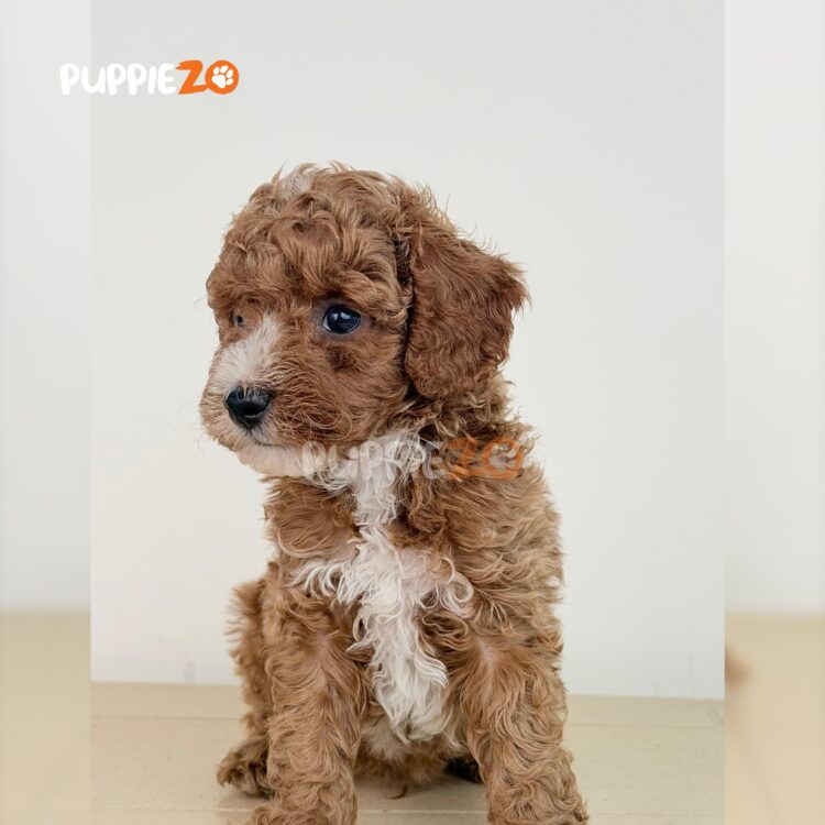 poodle-puppies-for-sale