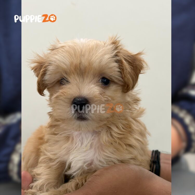 maltipoo-puppies-for-sale