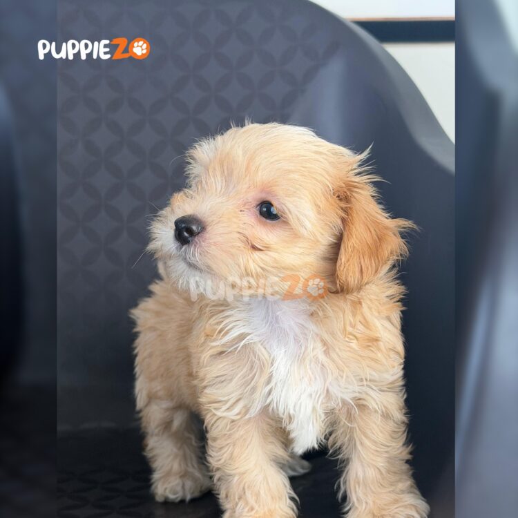 maltipoo-puppies-for-sale