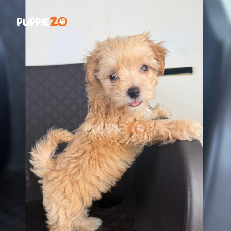 maltipoo-puppies-for-sale