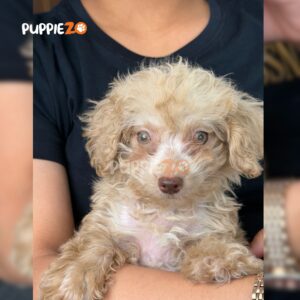 maltipoo-puppies-for-sale