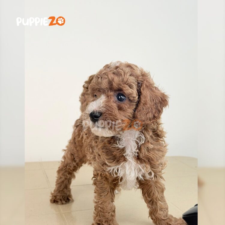 poodle-puppies-for-sale