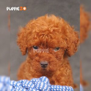 poodle-puppies-for-sale