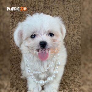 maltese-puppies-for-sale