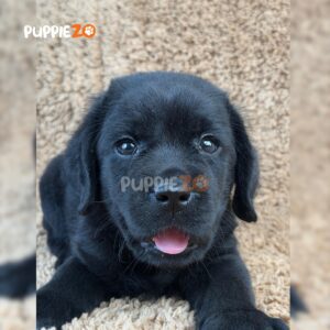 labrador-puppies-for-sale