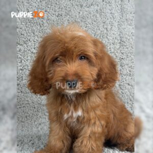 cavapoo-puppies-for-sale