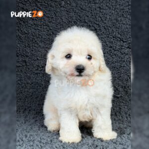 bichon-puppies-for-sale