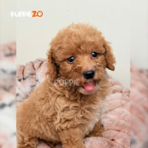 poodle-puppies-for-sale