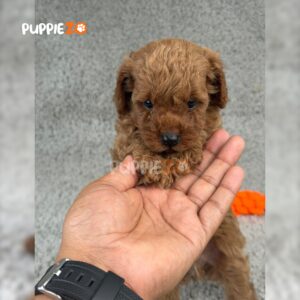 toy-poodle-puppies-for-sale