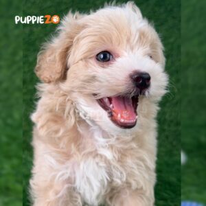 maltipoo-puppies-for-sale