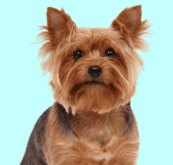 Yorkie Terrier
