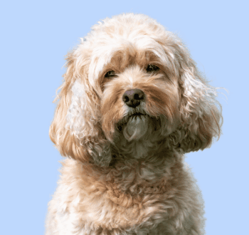 Cavapoo