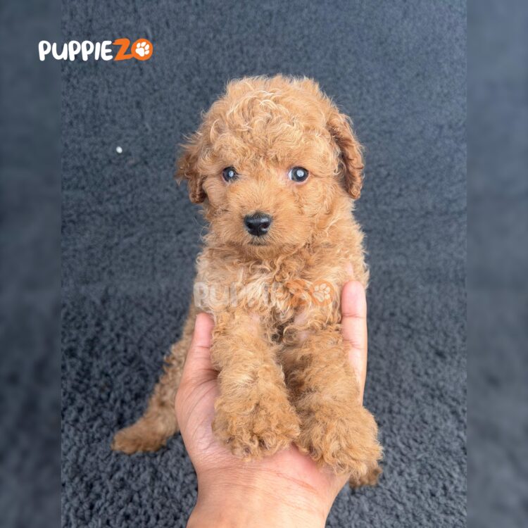 maltipoo-puppies-for-sale