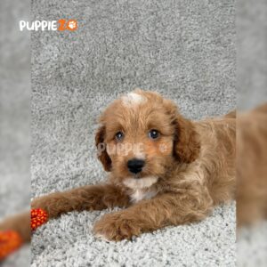 golden-doodle-puppies-for-sale