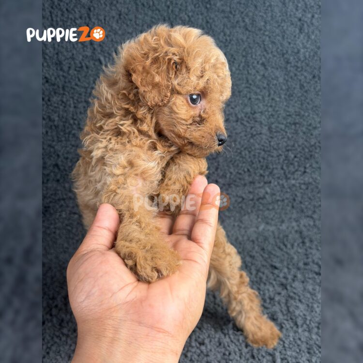 maltipoo-puppies-for-sale