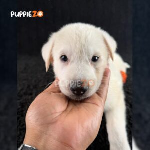 german-shepherd-puppies-for-sale