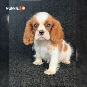 cavalier-king-charles-puppies-for-sale